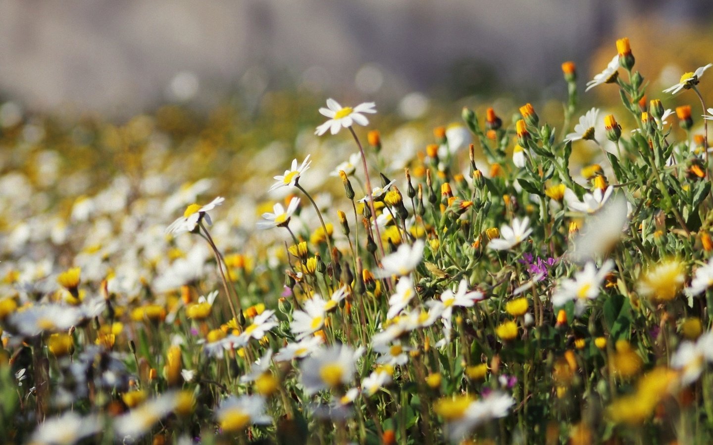 Обои ромашки, полевые цветы, chamomile, wildflowers разрешение 1920x1080 Загрузить