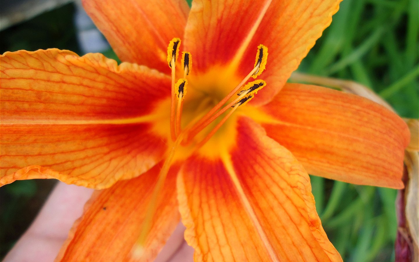 Обои макро, лилия, оранжевая, яркая, macro, lily, orange, bright разрешение 2000x1500 Загрузить