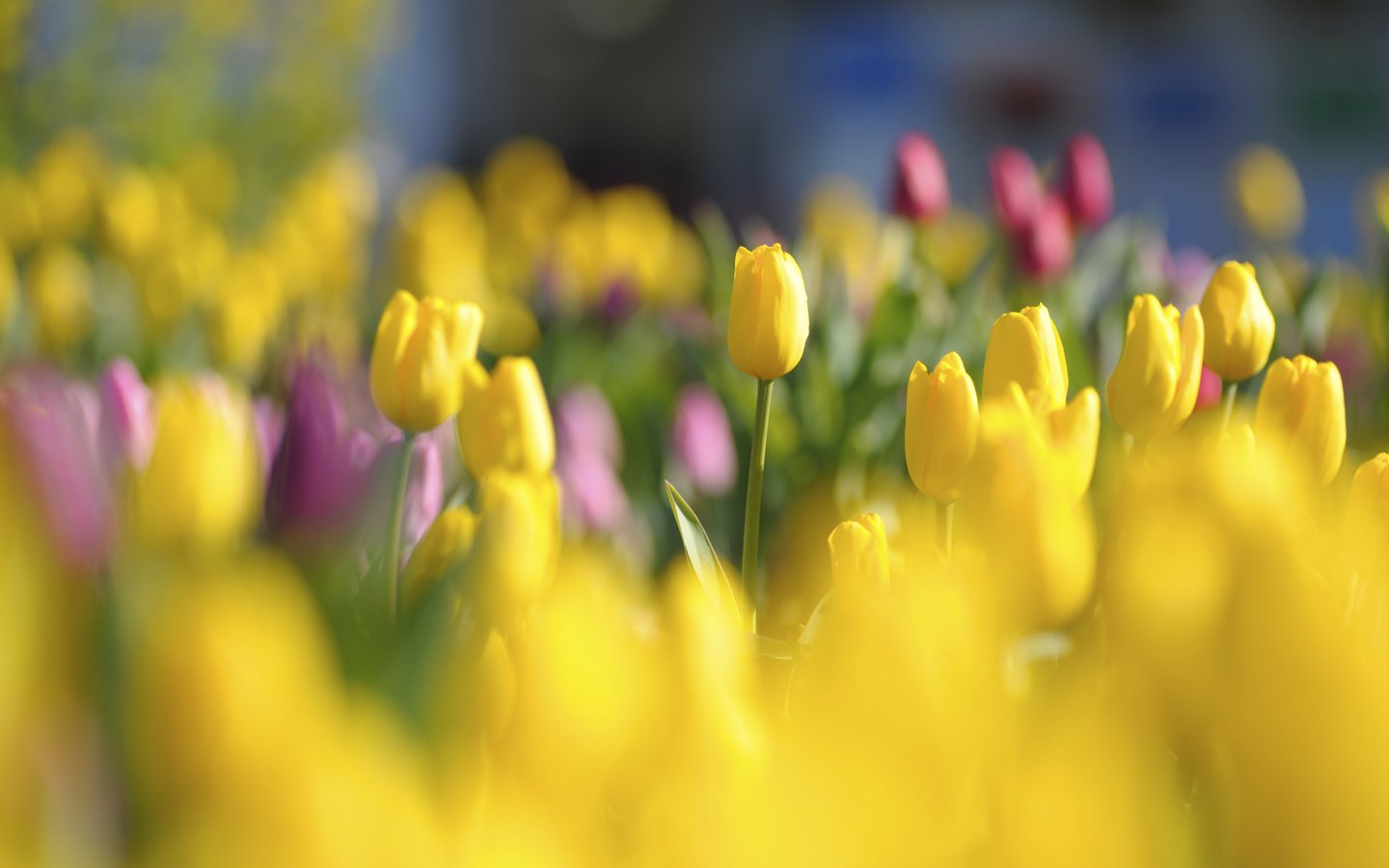 Обои цветы, tyulpany, butony, бутоны, krasnye, yarkie, красные, polya, поляна, тюльпаны, яркие, желтые, cvety, zheltye, flowers, buds, red, glade, tulips, bright, yellow разрешение 2128x1416 Загрузить