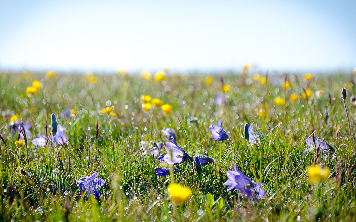 Обои цветы, lug, alpijskie, трава, поле, роса, луг, полюс, полевые цветы, cvety, trava, flowers, grass, field, rosa, meadow, pole, wildflowers разрешение 1920x1183 Загрузить