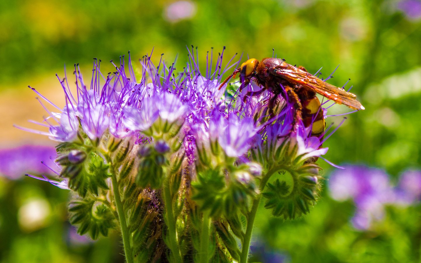 Обои макро, цветок, пчела, оса, macro, flower, bee, osa разрешение 1920x1080 Загрузить