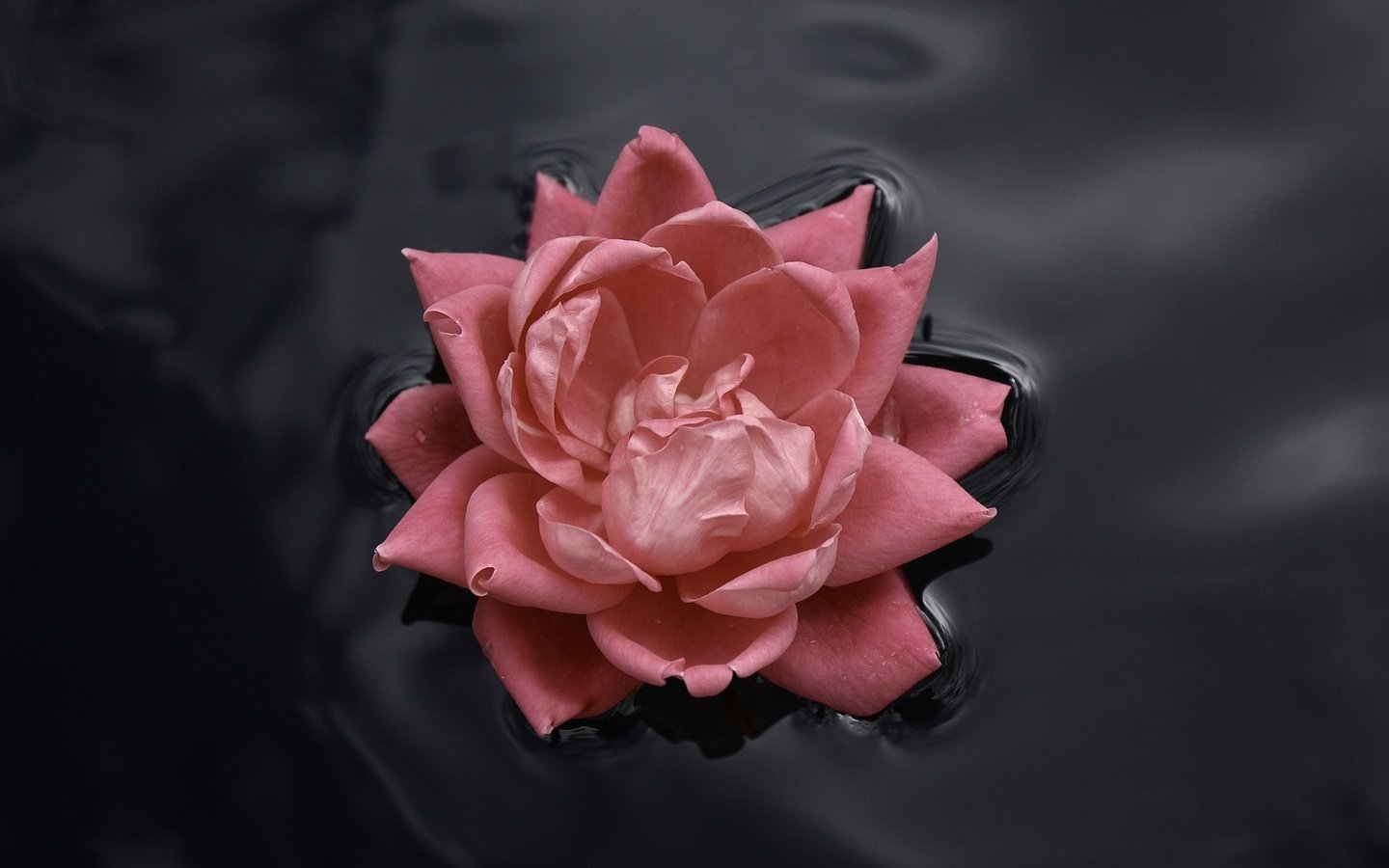 Обои вода, цветок, роза, бутон, розовый, roza, voda, kontrast, water, flower, rose, bud, pink разрешение 1920x1200 Загрузить