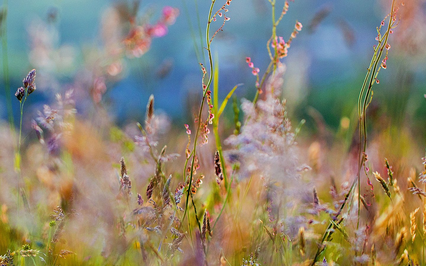 Обои цветы, трава, размытость, полевые цветы, flowers, grass, blur, wildflowers разрешение 3500x1034 Загрузить