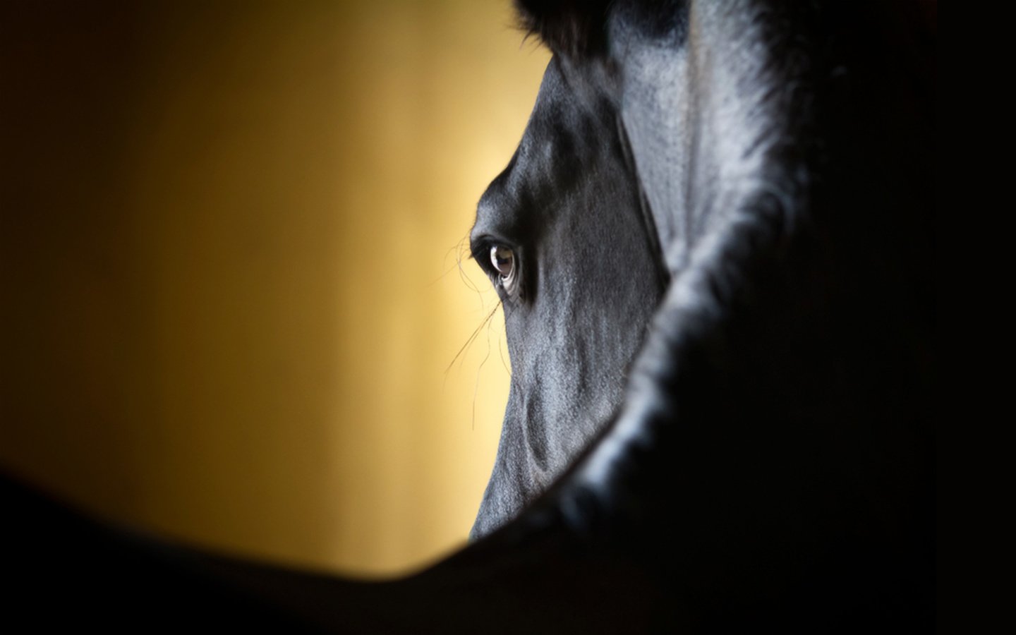 Обои лошадь, крупный план, horse, close-up разрешение 2560x1600 Загрузить