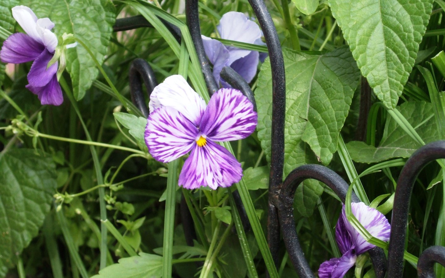 Обои цветы, листья, лепестки, решетка, cvety, reshyotka, фиалка, виола, flowers, leaves, petals, grille, violet, viola разрешение 3488x2616 Загрузить