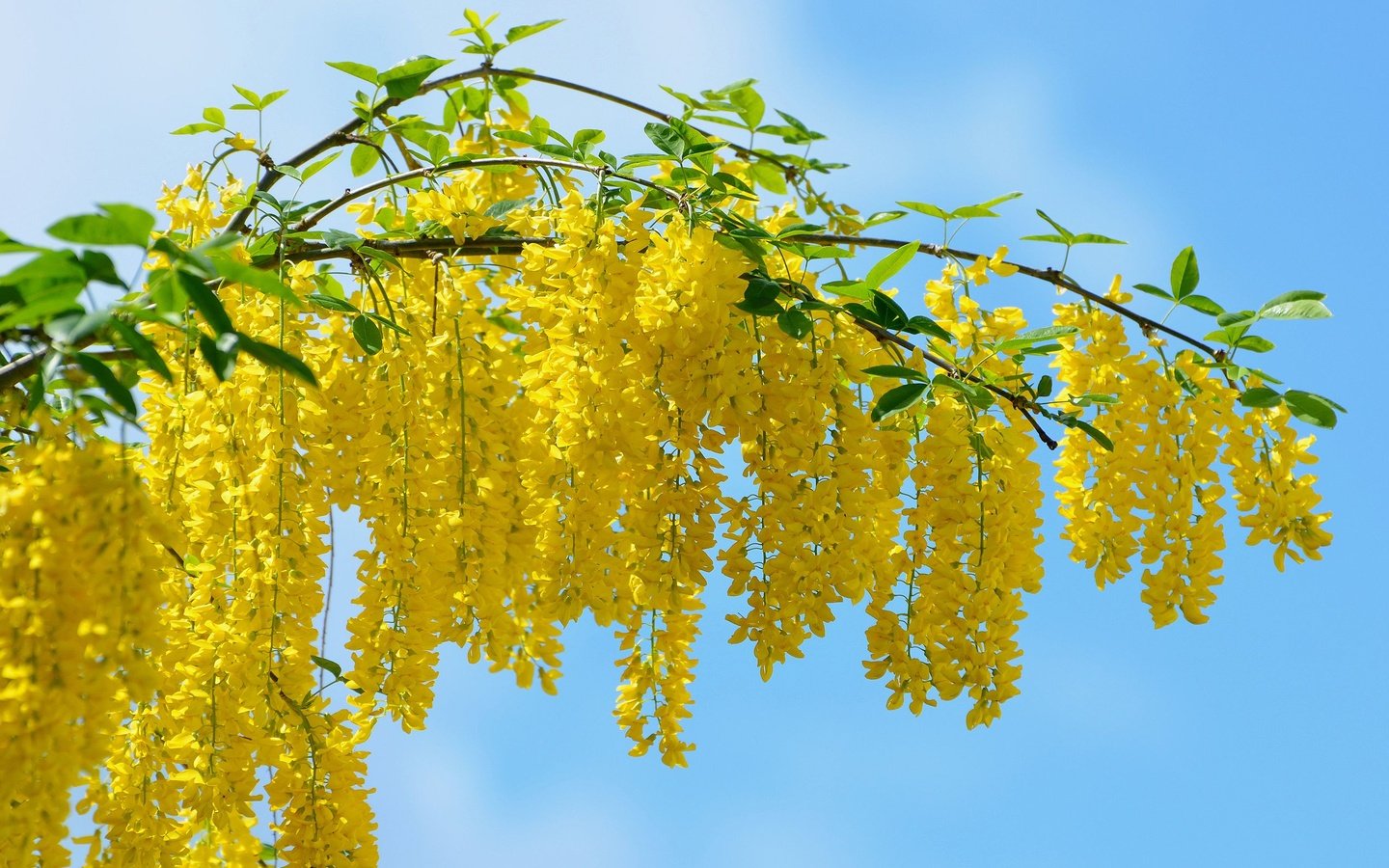 Обои весна, жёлтая, vid, kartinka, krasivo, oboi, krupno, акация, мимоза, spring, yellow, acacia, mimosa разрешение 2560x1600 Загрузить