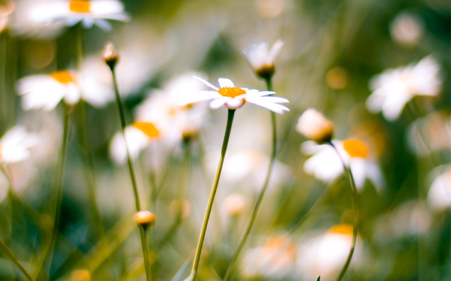 Обои ромашки, полевые цветы, chamomile, wildflowers разрешение 2920x1947 Загрузить