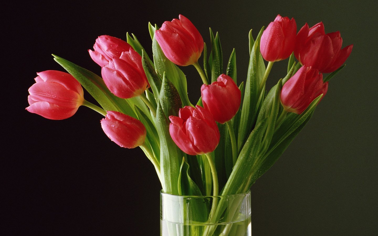 Обои цветы, бутоны, лепестки, букет, тюльпаны, tyulpany, rasteniya, flowers, buds, petals, bouquet, tulips разрешение 1920x1200 Загрузить