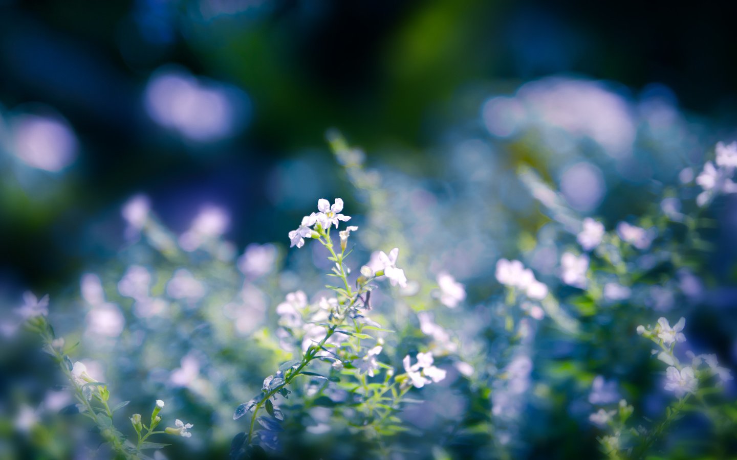 Обои цветы, макро, размытость, белые, cvety, cvetenie, priroda, flowers, macro, blur, white разрешение 2560x1600 Загрузить