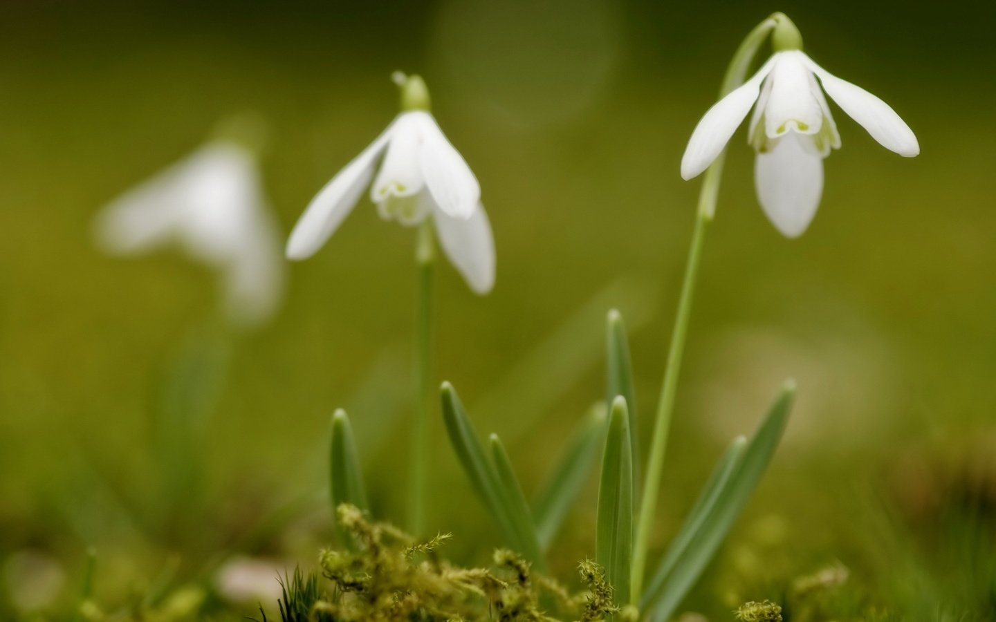 Обои белые, подснежники, cvety, leto, priroda, white, snowdrops разрешение 2560x1600 Загрузить