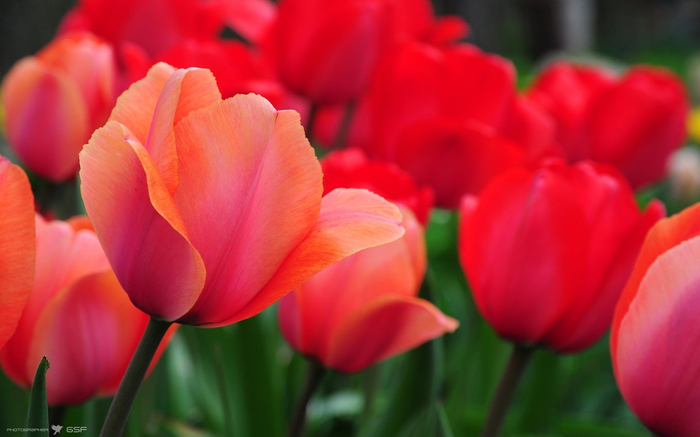 Обои цветы, природа, красные, тюльпаны, cvety, tyulpany, priroda, krasnye, flowers, nature, red, tulips разрешение 1920x1200 Загрузить