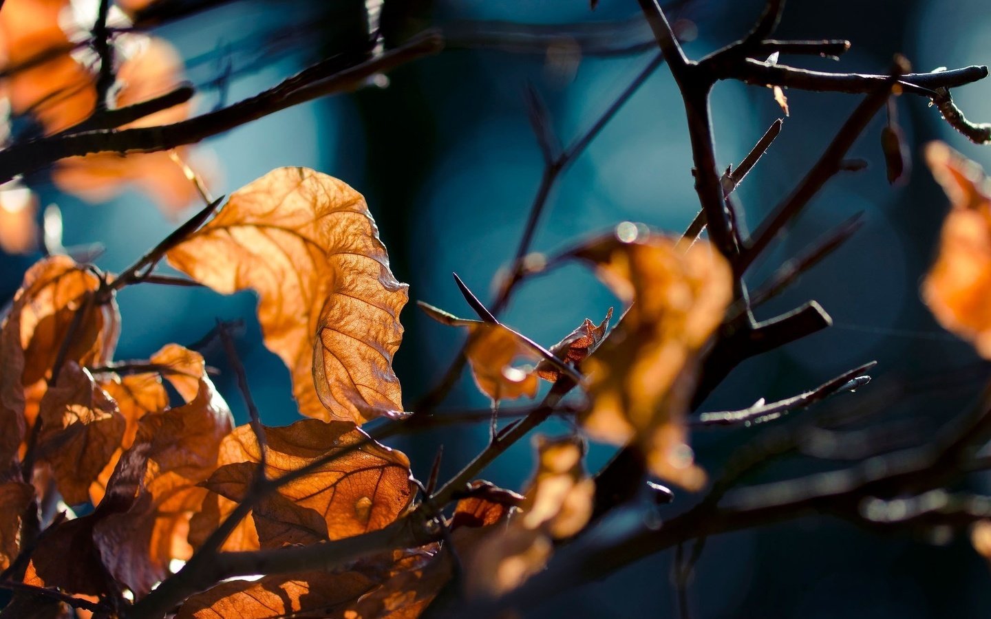 Обои лес, листья, макро, ветви, осень, forest, leaves, macro, branch, autumn разрешение 2048x1338 Загрузить