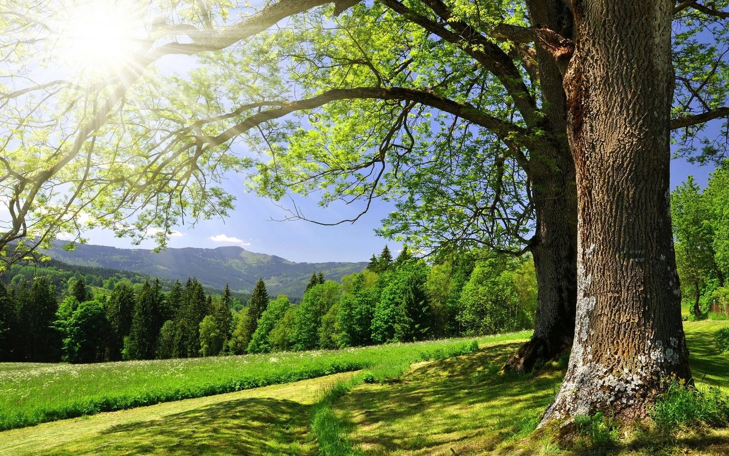 Обои небо, дорога, деревья, солнце, зелень, лес, лето, the sky, road, trees, the sun, greens, forest, summer разрешение 2560x1600 Загрузить