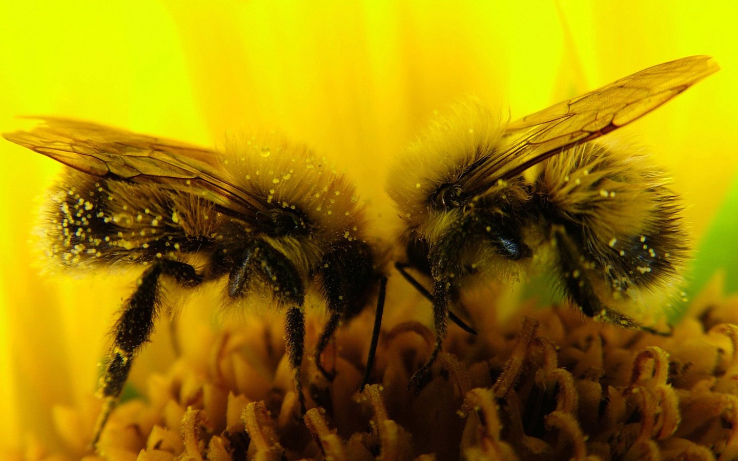 Обои макро, цветок, насекомые, пчелы, пыльца, нектар, macro, flower, insects, bees, pollen, nectar разрешение 1920x1200 Загрузить