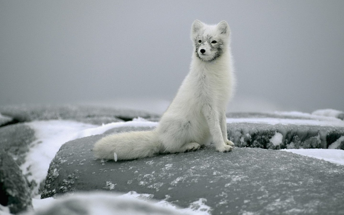 Обои снег, камни, лиса, сидит, белая, песец, полярная, snow, stones, fox, sitting, white, polar разрешение 1920x1080 Загрузить