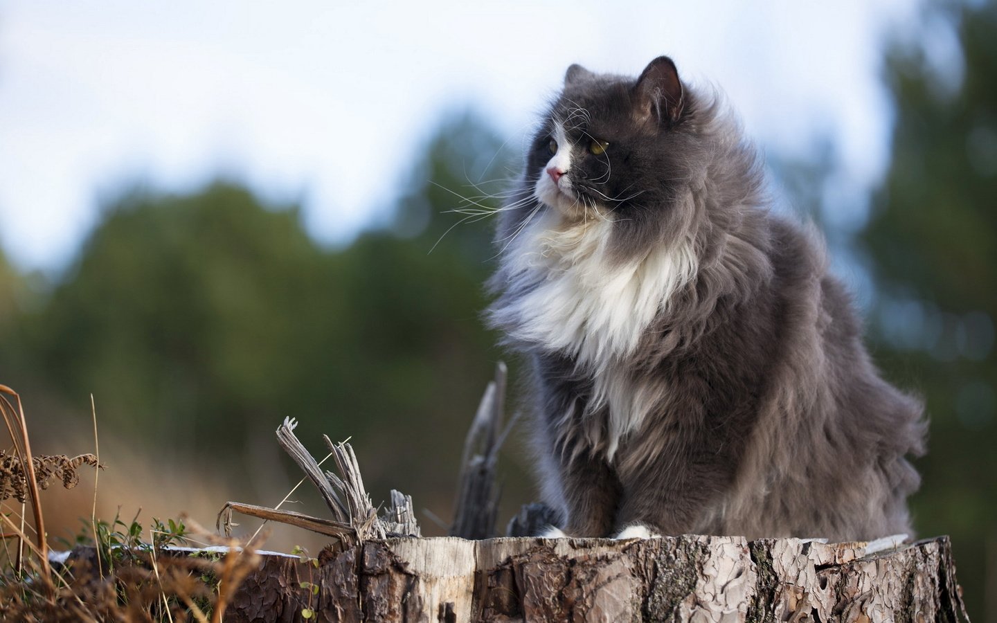 Обои природа, кот, кошка, пушистый, серый, сидит, пенек, nature, cat, fluffy, grey, sitting, stump разрешение 1920x1200 Загрузить