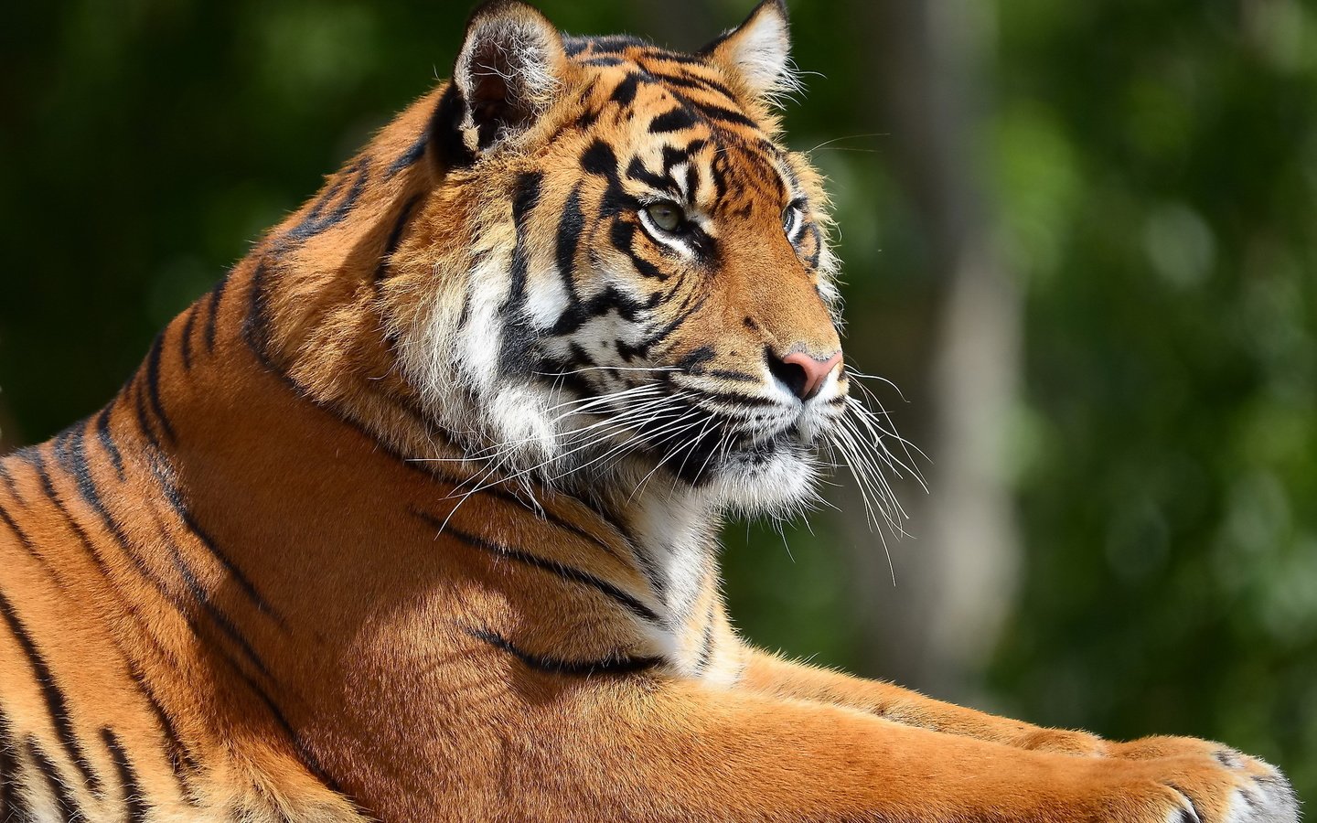 Обои тигр, морда, профиль, отдых, tiger, face, profile, stay разрешение 2560x1600 Загрузить