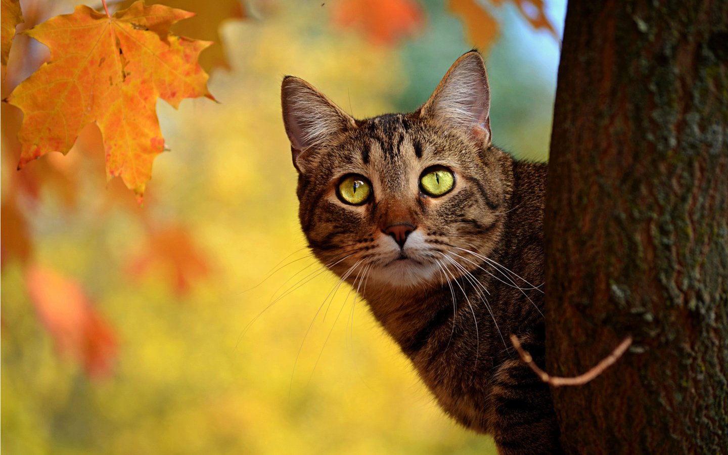 Обои дерево, кот, кошка, осень, ствол, полосатый, выглядывает, tree, cat, autumn, trunk, striped, peeps разрешение 1920x1200 Загрузить