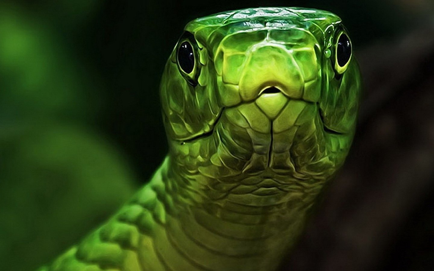 Обои глаза, змея, зеленая, голова, пресмыкающееся, eyes, snake, green, head, reptile разрешение 1920x1080 Загрузить