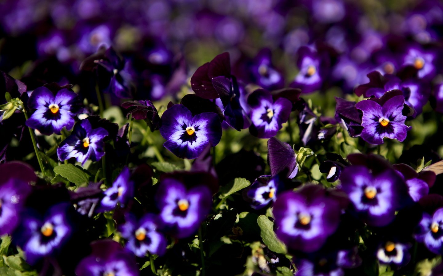 Обои цветы, макро, анютины глазки, фиолетовые, flowers, macro, pansy, purple разрешение 2560x1600 Загрузить