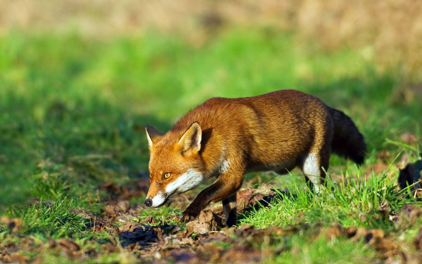 Обои трава, рыжая, лиса, лисица, охота, grass, red, fox, hunting разрешение 1920x1134 Загрузить