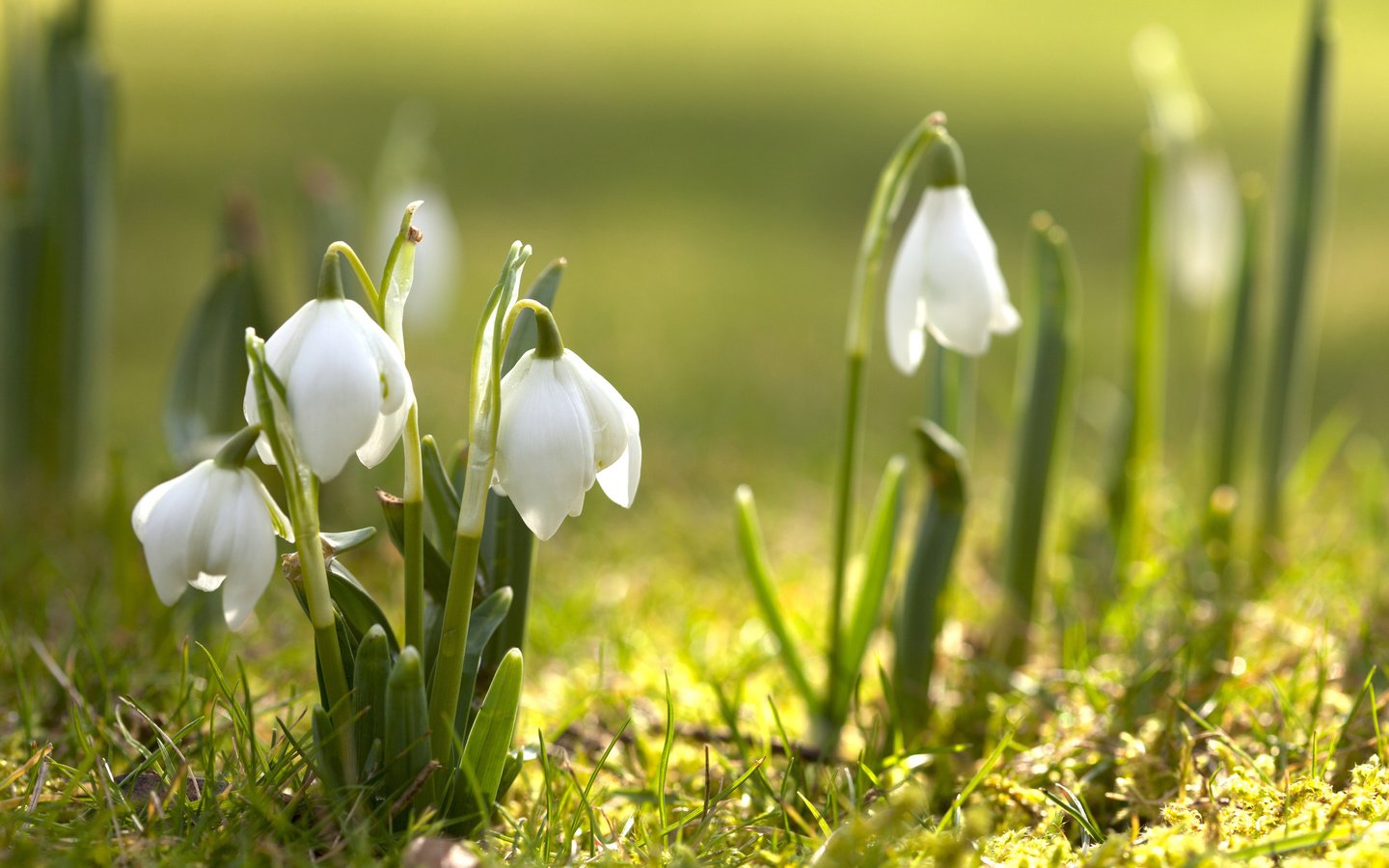 Обои цветы, трава, цветение, весна, подснежники, первоцвет, flowers, grass, flowering, spring, snowdrops, primrose разрешение 2560x1600 Загрузить