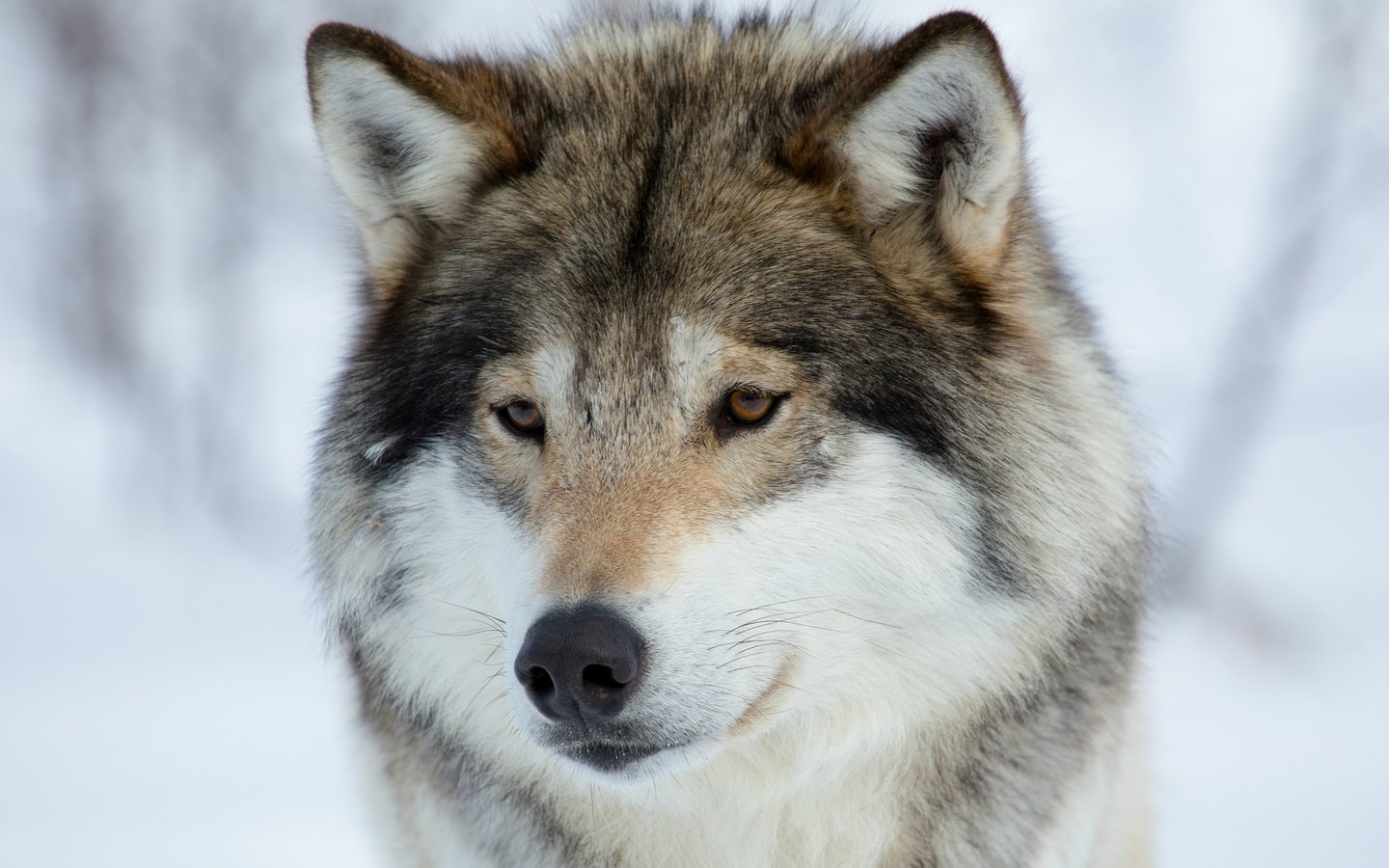 Обои морда, зима, животные, взгляд, хищник, волк, face, winter, animals, look, predator, wolf разрешение 2019x1294 Загрузить