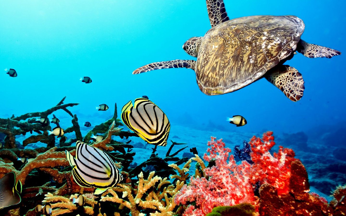 Обои рыбы, кораллы, тропики, мальдивы, fish, corals, tropics, the maldives разрешение 2560x1920 Загрузить