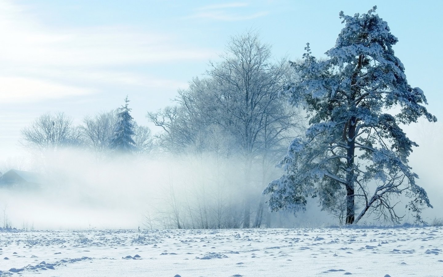 Обои небо, деревья, снег, природа, зима, the sky, trees, snow, nature, winter разрешение 2560x1600 Загрузить