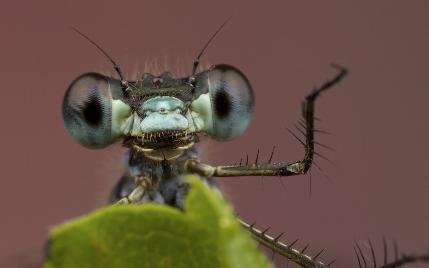 Обои глаза, фон, лист, насекомые, стрекоза, лапки, крупным планом, eyes, background, sheet, insects, dragonfly, legs, closeup разрешение 2048x1365 Загрузить