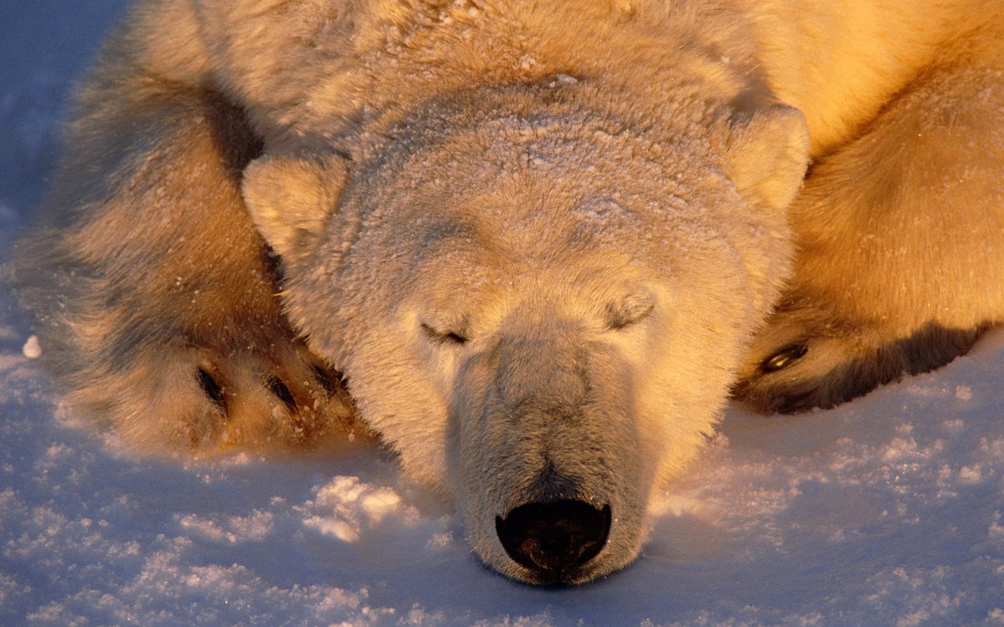 Обои снег, нанук, медведь, умка, сон, белый, нос, полярный, северный, ошкуй, snow, nanuk, bear, umka, sleep, white, nose, polar, north, oskoui разрешение 2560x1600 Загрузить