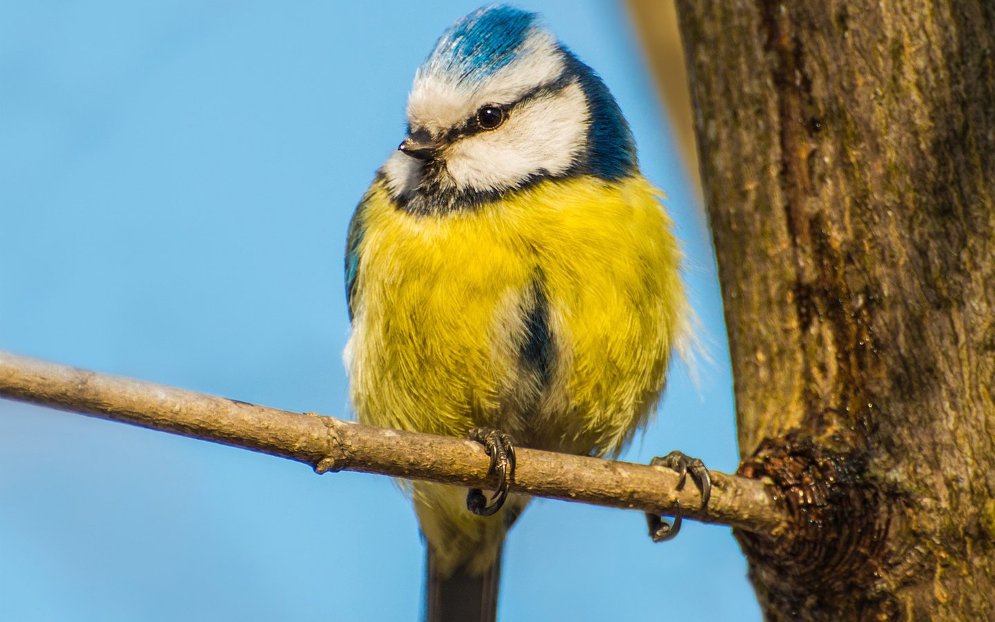 Обои небо, ветка, дерево, птица, синица, синичка, the sky, branch, tree, bird, tit, titmouse разрешение 1920x1300 Загрузить