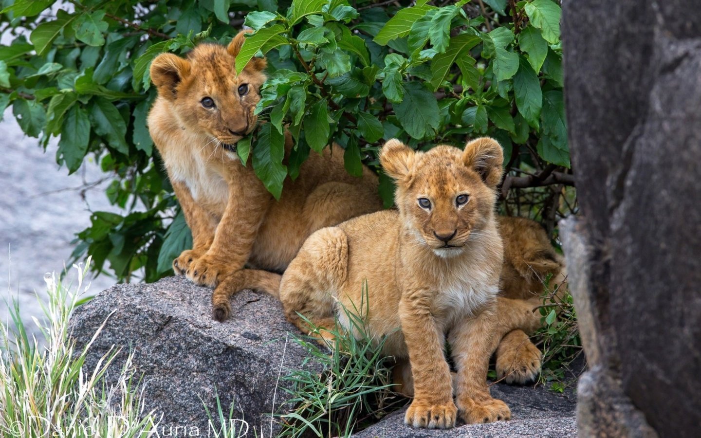 Обои дерево, камни, львы, львята, tree, stones, lions, the cubs разрешение 1920x1200 Загрузить