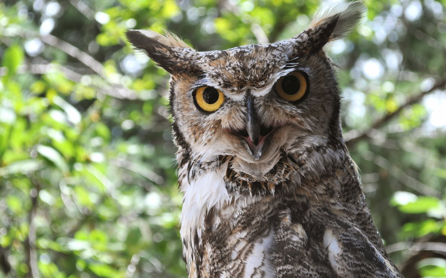 Обои сова, природа, птица, клюв, уши, рогатая сова, owl, nature, bird, beak, ears разрешение 4288x2848 Загрузить