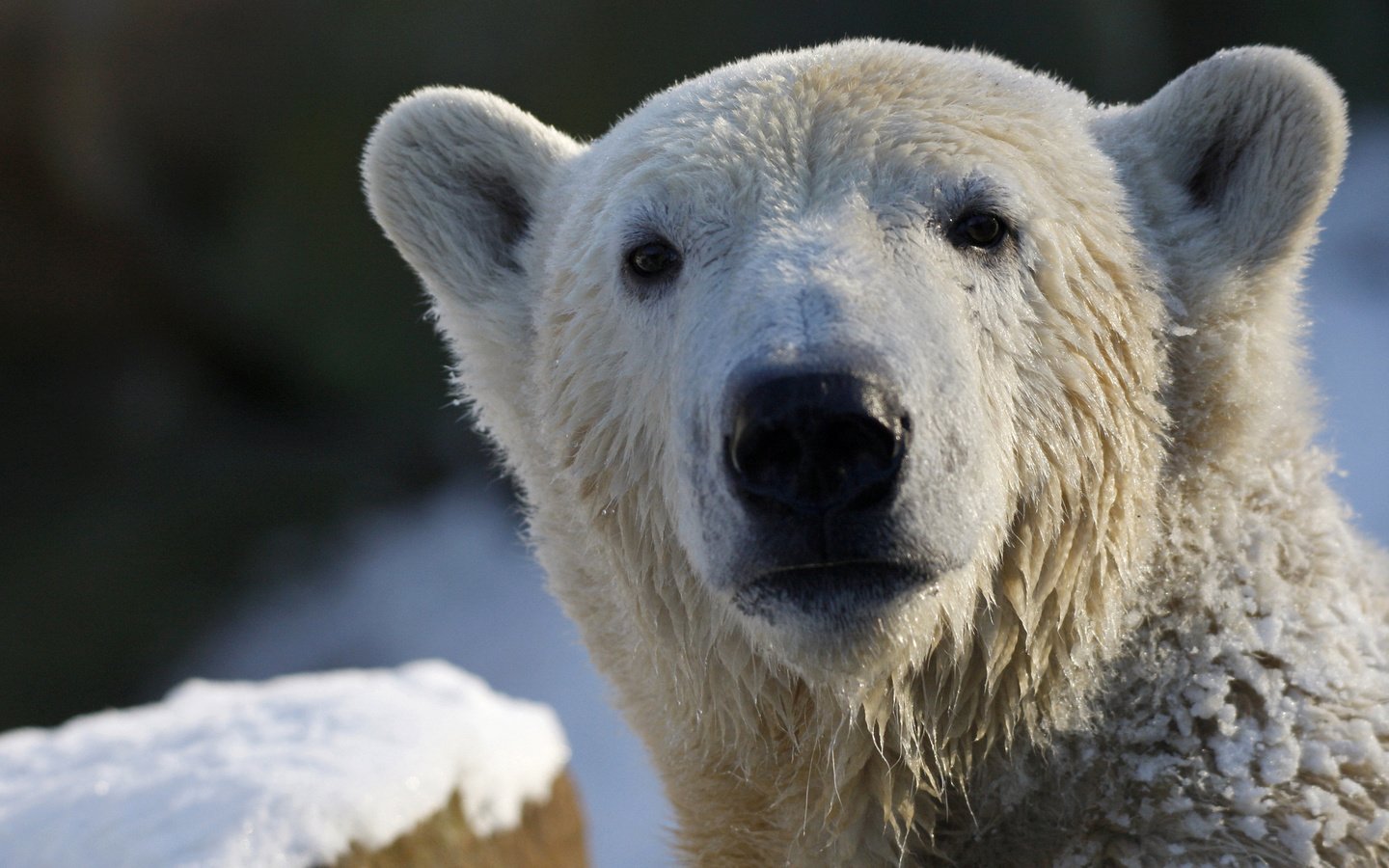 Обои морда, взгляд, медведь, белый, белый медведь, полярный, face, look, bear, white, polar bear, polar разрешение 2560x1600 Загрузить