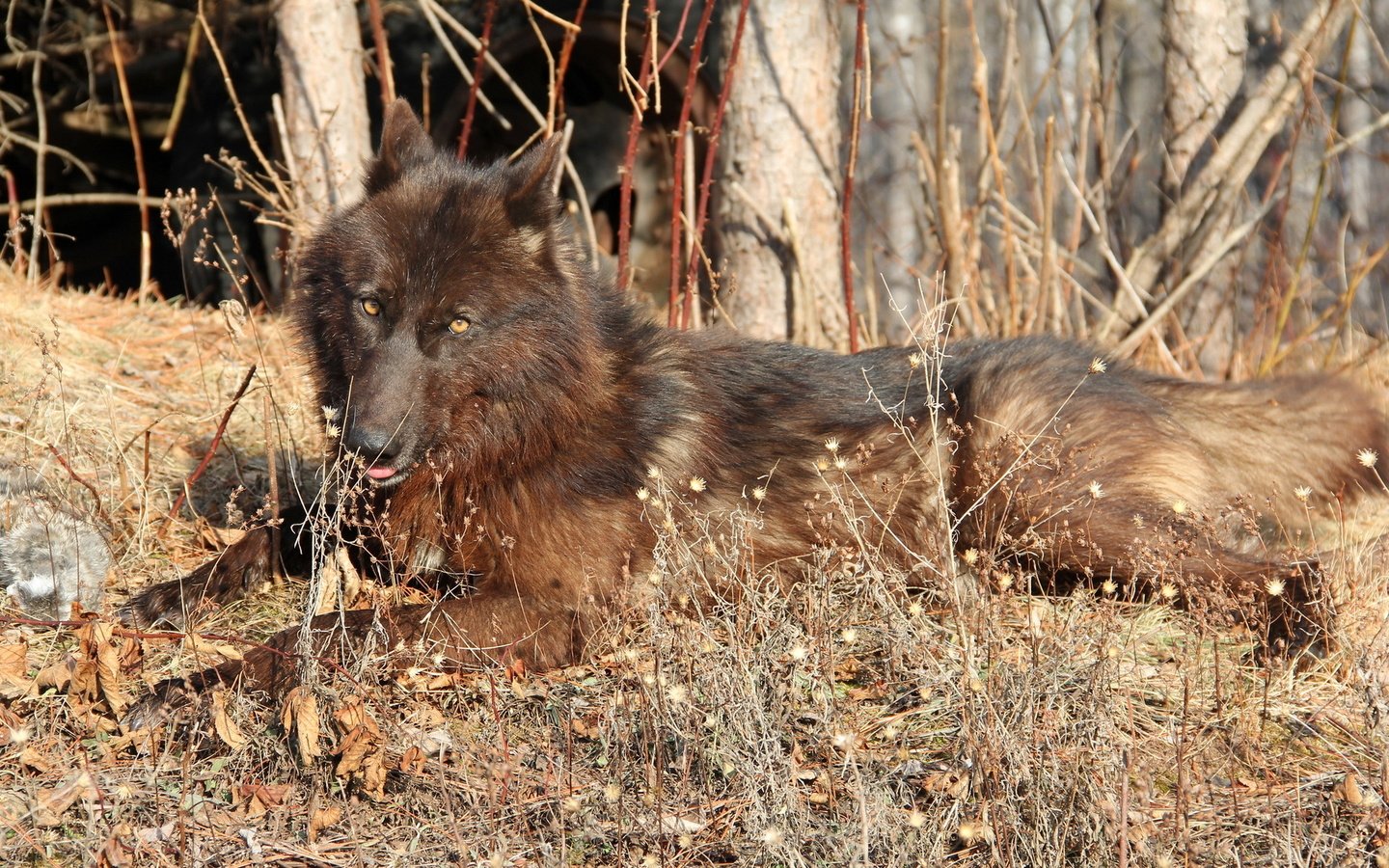 Обои лес, осень, хищник, волк, коричнево-черный, forest, autumn, predator, wolf, brown-black разрешение 1920x1200 Загрузить