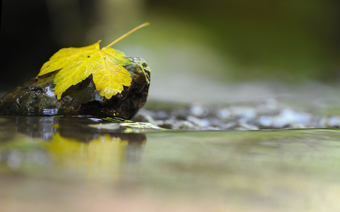 Обои вода, макро, отражение, осень, лист, камень, water, macro, reflection, autumn, sheet, stone разрешение 2560x1600 Загрузить