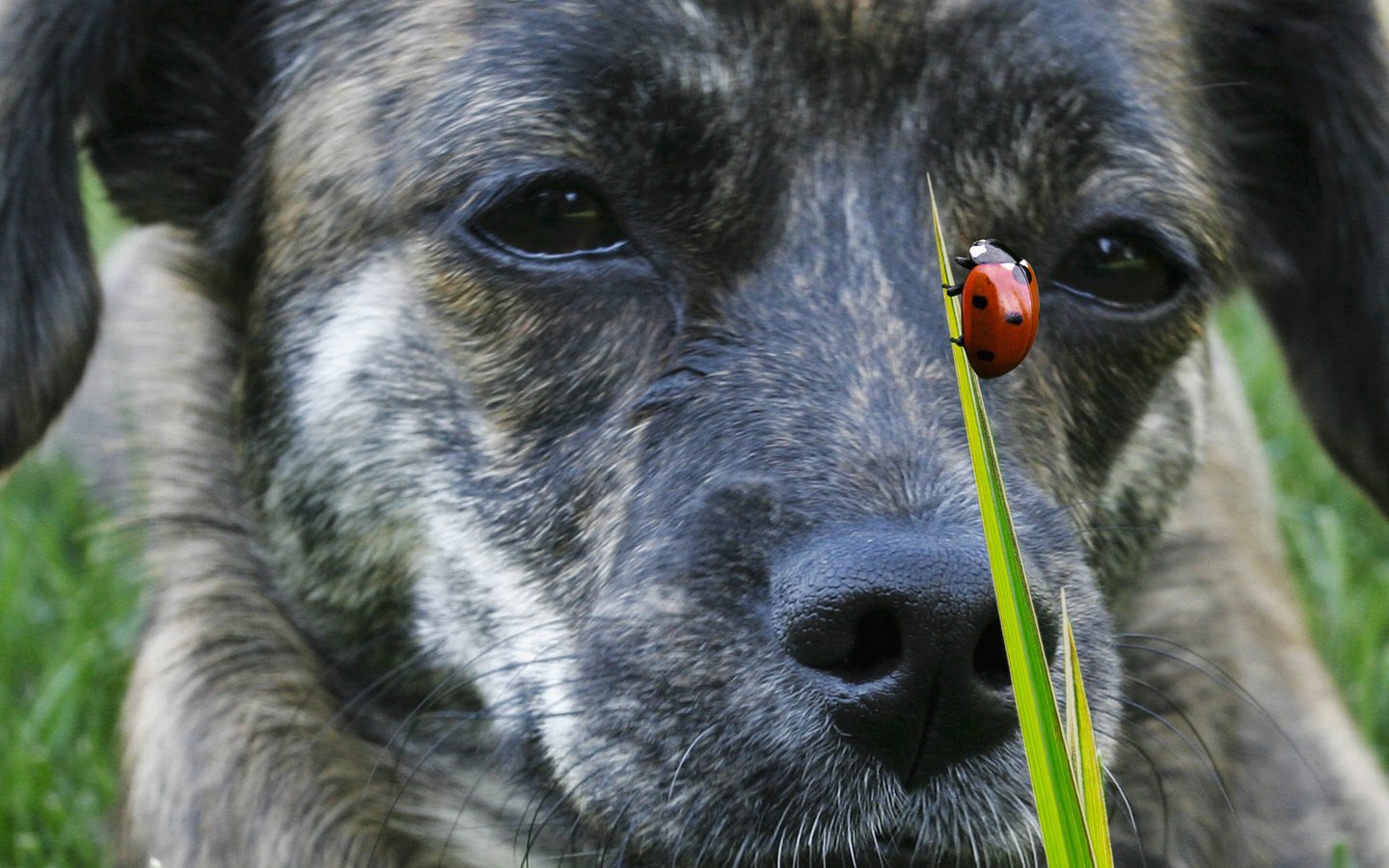 Обои морда, трава, жук, насекомое, взгляд, собака, божья коровка, пес, face, grass, beetle, insect, look, dog, ladybug разрешение 1920x1080 Загрузить