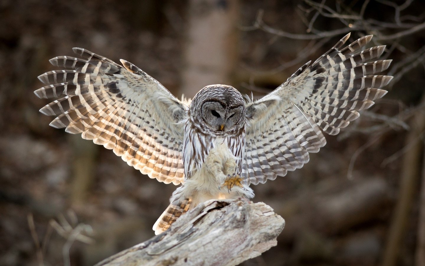 Обои сова, крылья, птица, клюв, перья, неясыть, хищная птица, owl, wings, bird, beak, feathers, bird of prey разрешение 2048x1339 Загрузить