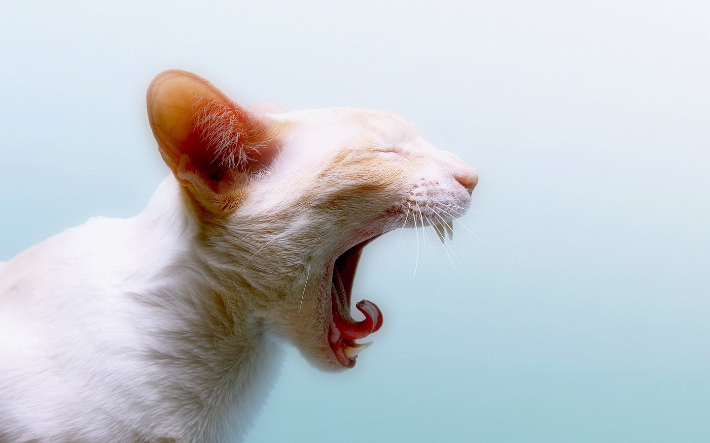 Обои кот, кошка, белый, зубы, язык, зевает, cat, white, teeth, language, yawns разрешение 1920x1080 Загрузить