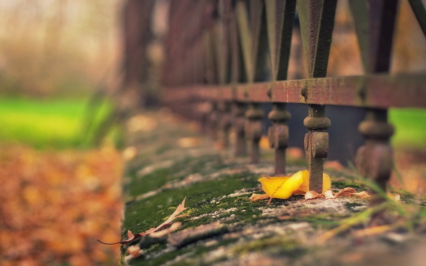 Обои листья, осень, забор, ограждение, мох, металлический, leaves, autumn, the fence, moss, metal разрешение 1920x1200 Загрузить