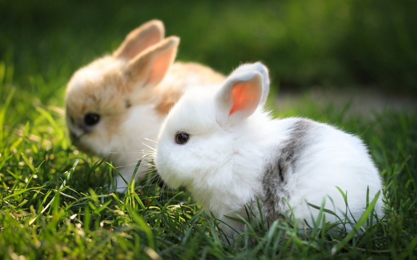 Обои трава, зайчонок, животные, ушки, кролик, кролики, зверек, заяц, грызун, grass, animals, ears, rabbit, rabbits, animal, hare, rodent разрешение 2560x1600 Загрузить