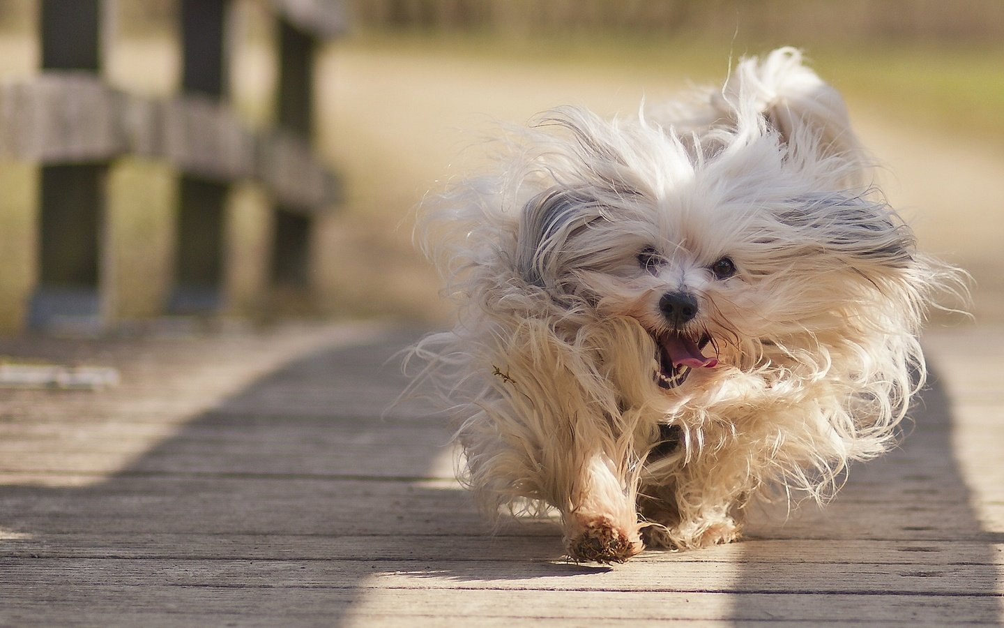 Обои настроение, мост, собака, гаванский бишон, пробежка, mood, bridge, dog, the havanese, run разрешение 1920x1280 Загрузить