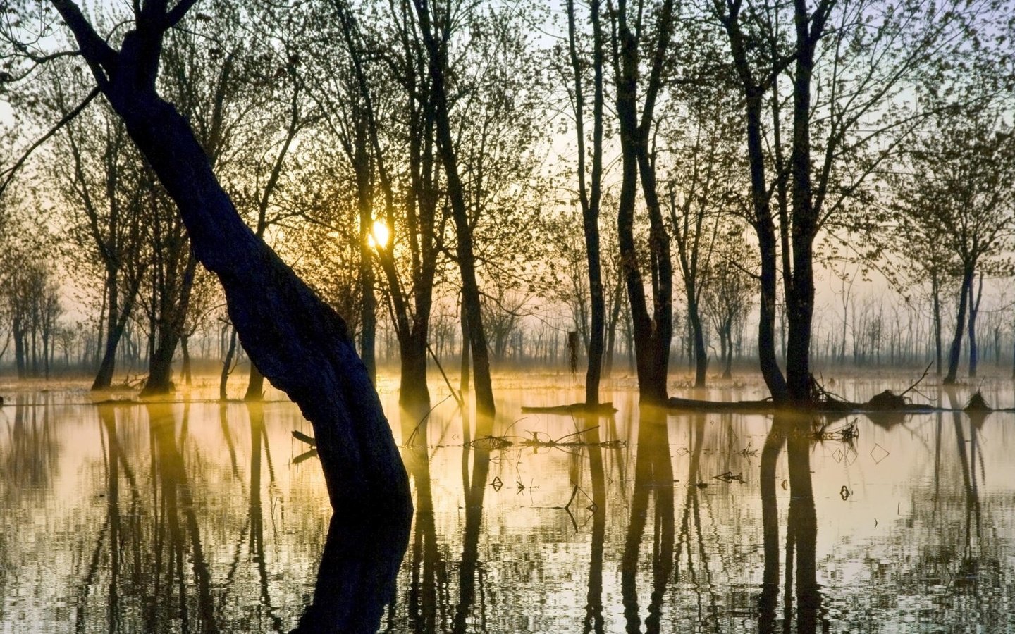 Обои деревья, вода, солнце, болото, отражение, пейзаж, trees, water, the sun, swamp, reflection, landscape разрешение 1920x1080 Загрузить