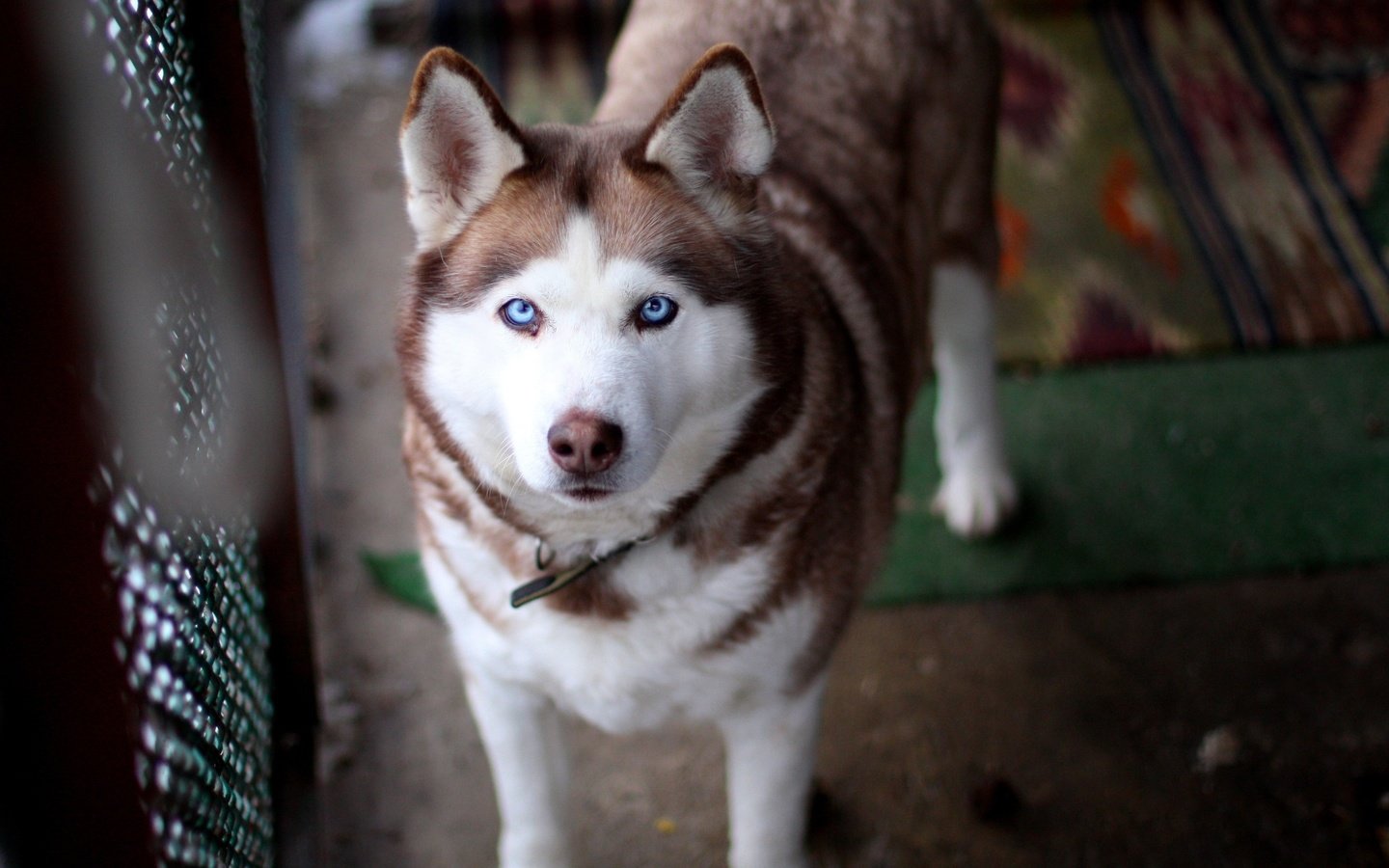 Обои глаза, взгляд, собака, хаски, уши, eyes, look, dog, husky, ears разрешение 2560x1600 Загрузить