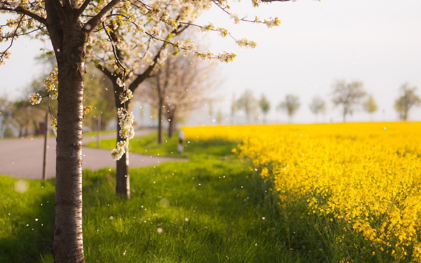 Обои цветы, деревья, природа, цветение, поле, лепестки, весна, flowers, trees, nature, flowering, field, petals, spring разрешение 2560x1600 Загрузить