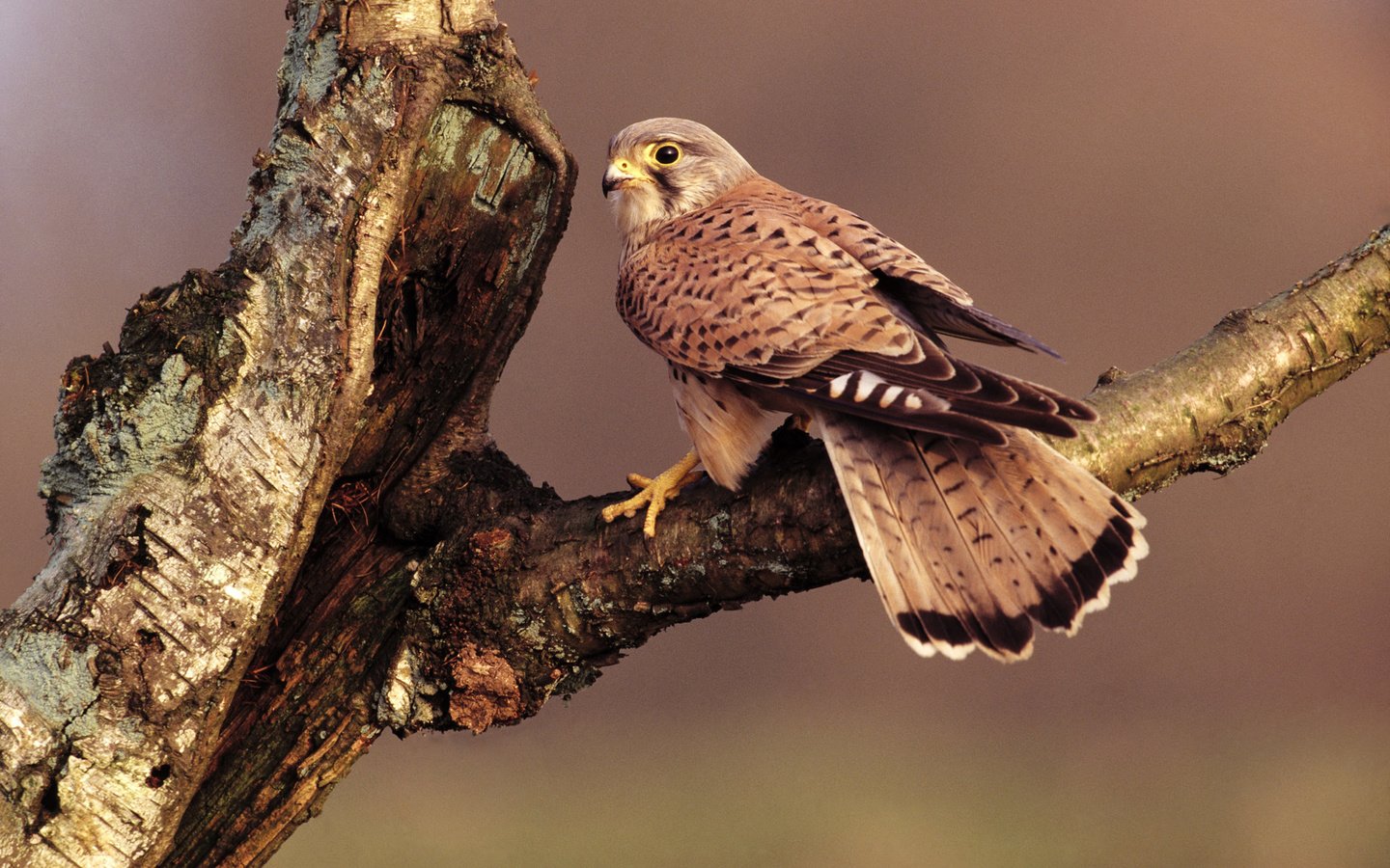 Обои ветка, дерево, сидит, птица, клюв, перья, хвост, сокол, branch, tree, sitting, bird, beak, feathers, tail, falcon разрешение 1920x1200 Загрузить