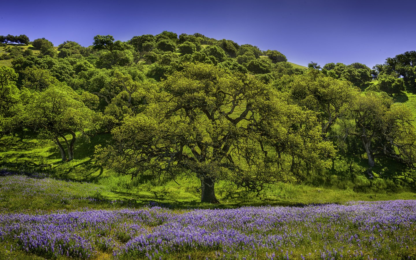 Обои небо, цветы, трава, деревья, холмы, природа, луг, люпин, the sky, flowers, grass, trees, hills, nature, meadow, lupin разрешение 2048x1367 Загрузить