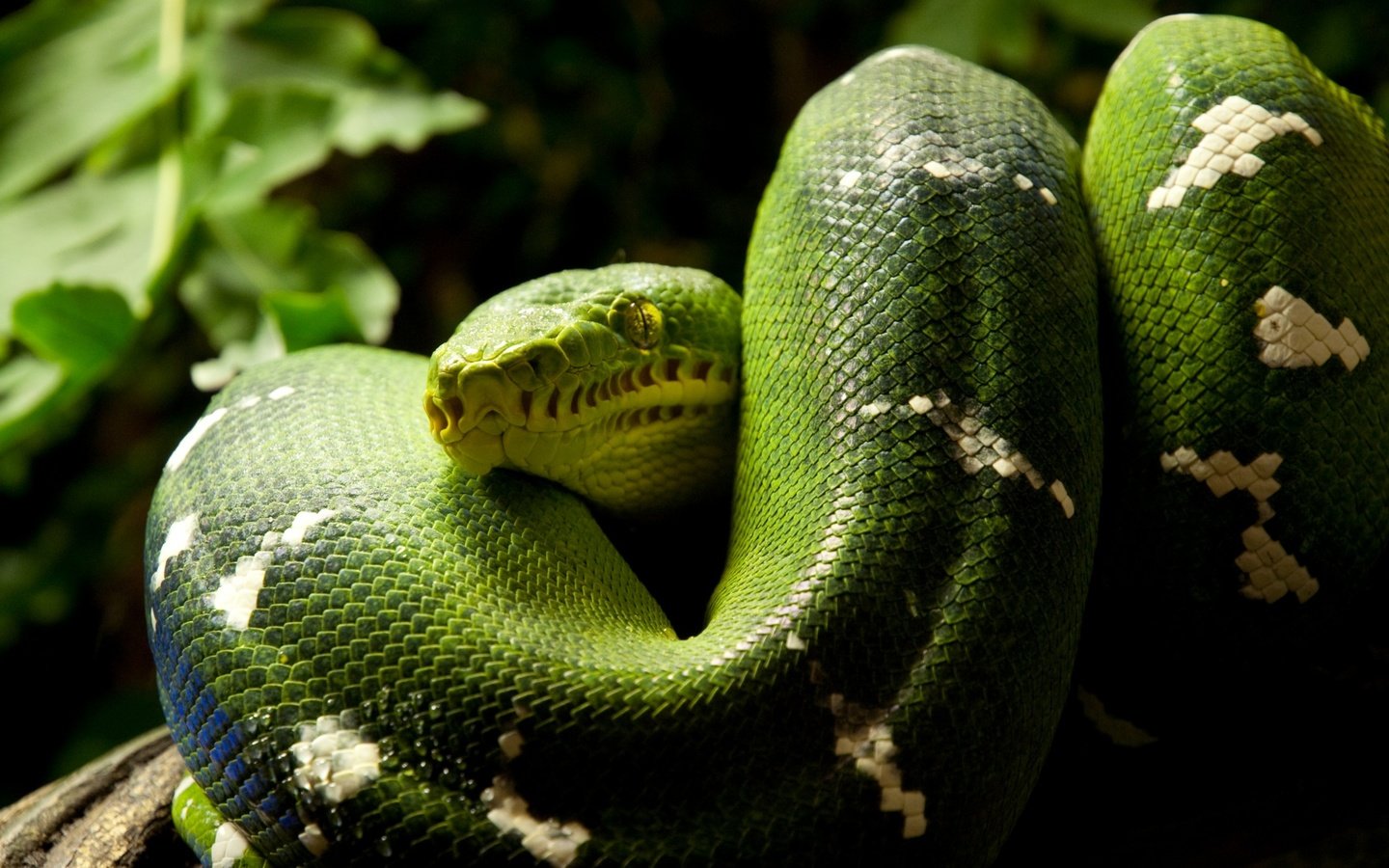 Обои змея, зеленая, кольца, питон, рептилия, пресмыкающиеся, snake, green, ring, python, reptile, reptiles разрешение 2560x1600 Загрузить