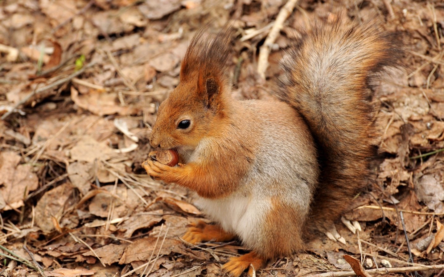 Обои листья, животные, осень, рыжая, белка, хвост, орех, leaves, animals, autumn, red, protein, tail, walnut разрешение 3600x2350 Загрузить